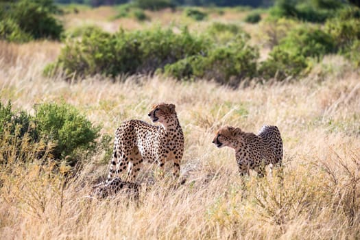 The cheetahs eating in the middle of the grass