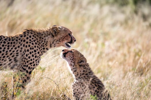 The cheetahs brush each other after the meal
