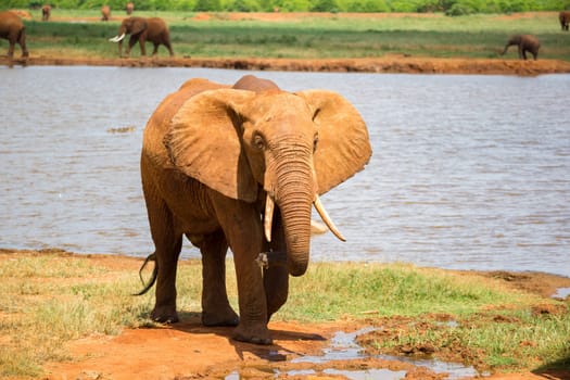 One red elephant drinks water from a water hole
