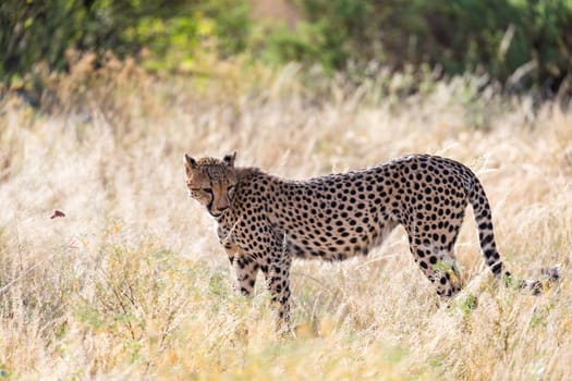 One cheetah in the grass landscape between the bushes