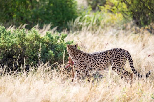 One cheetah in the grass landscape between the bushes