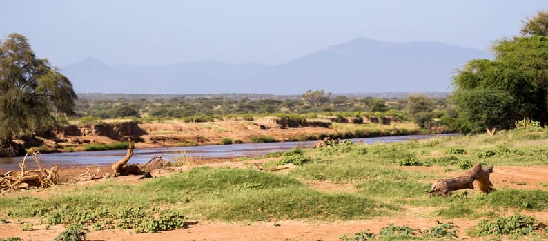 The lions walk along the banks of a river