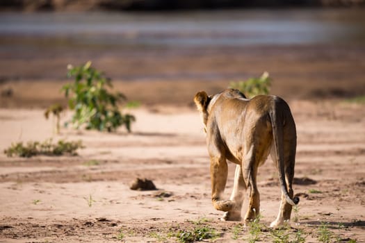 Some lions walk along the bank of a river