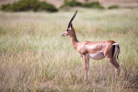 The antelopes in the grass landscape of Kenya