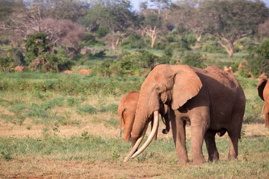 A big red elephants in Tsavo East National Park