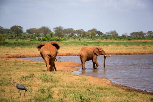 Some red elephants on the waterhole in the savannah of Kenya