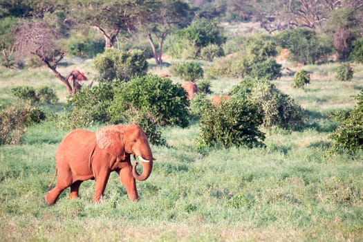 One big red elephant walks through the savannah between many plants