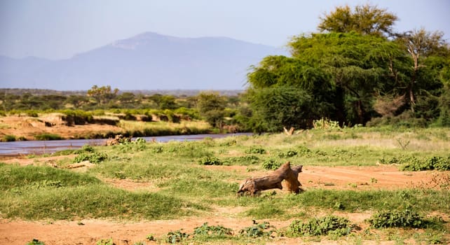 The lions walk along the banks of a river