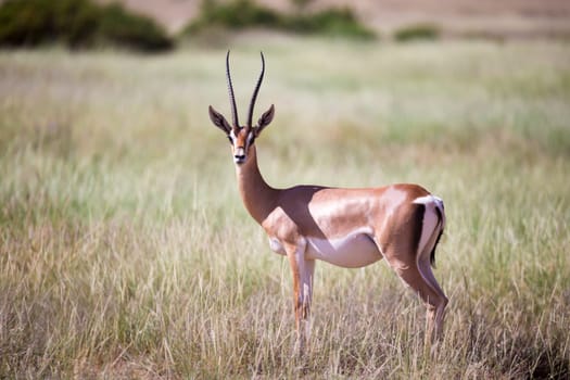The antelopes in the grass landscape of Kenya