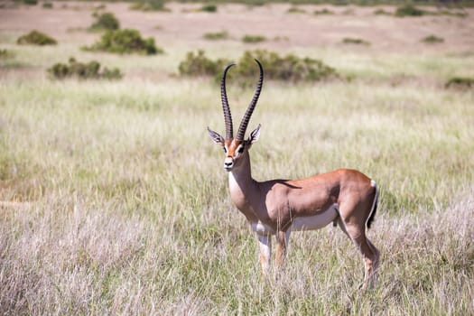 The antelopes in the grass landscape of Kenya