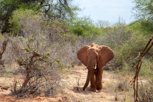 Big elephant standing in the savannah, Kenya, on safari