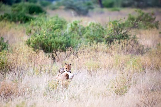One cheetah with its prey in the tall grass of the savannah