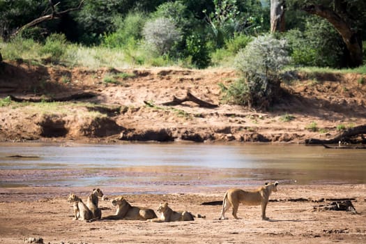 Some lions rest on the bank of a river