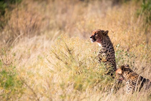 The cheetahs eating in the middle of the grass