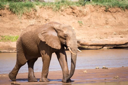 An elephant familiy on the banks of a river in the middle of the National Park
