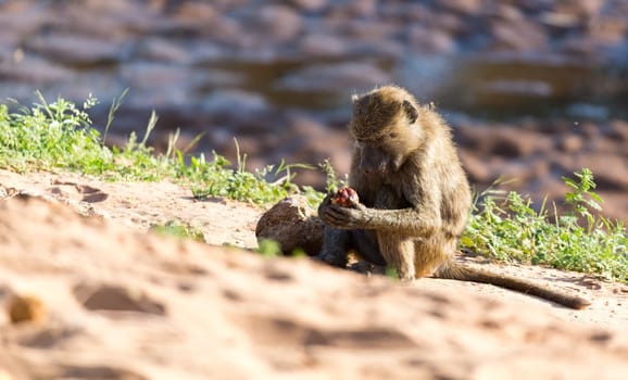 The little monkey is playing on a tree branch