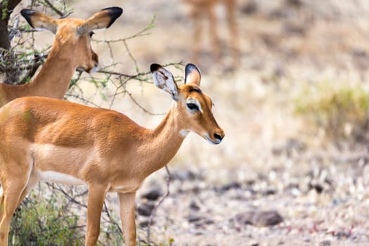The Grant Gazelle grazes in the vastness of the Kenyan savannah