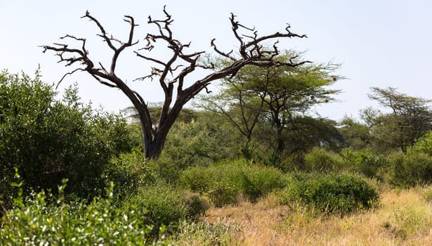 One tree without leaves amidst green plants