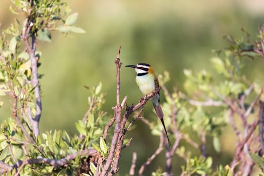 The Local bird is sitting on a branch in Kenya