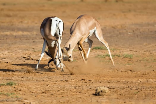 The battle of two Grant Gazelles in the savannah of Kenya
