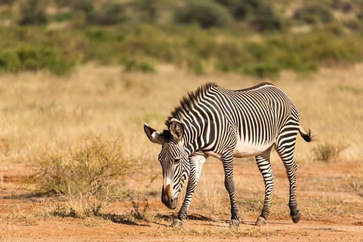 The Grevy Zebra is grazing in the countryside of Samburu in Kenya