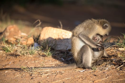The monkey with a baby monkey in the arm