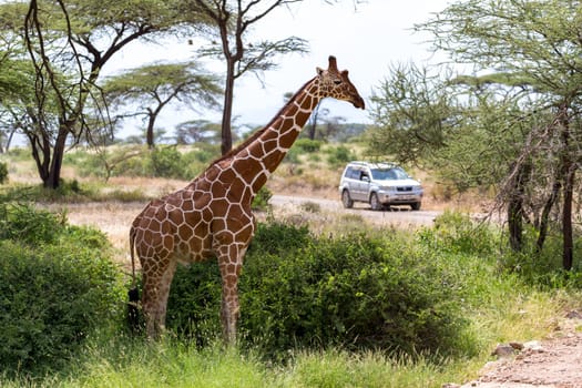 One giraffe crosses a path in the savannah
