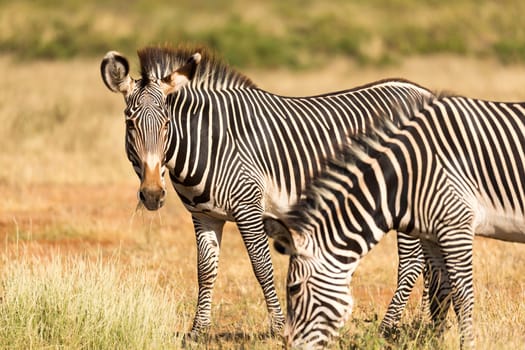 The zebra family is grazing in the savannah of Kenya in Samburu