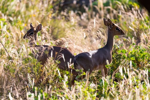 The two dik-diks are hiding in the tall grass