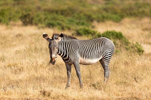 The Grevy Zebra is grazing in the countryside of Samburu in Kenya