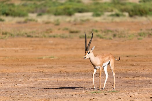 A Grant Gazelle in the savannah of Kenya