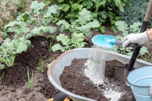 Fertilizing broccoli plants. A gardener mixes humus-rich compost soil with mineral primary rock flour consisting exclusively of diabase or basalt. Minerals to protect the plants against diseases and pests.