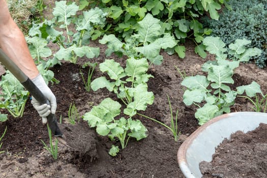 Broccoli gardening. A farmer pile up organic young broccoli with topsoil on vegetable garden. The nutrient-rich compost soil was mixed with mineral rock flour. Concept of healthy food, self-supply and organic gardening.