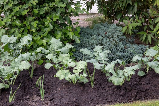 Broccoli plants. Close-up of young organic broccoli and onions on vegetable garden. Concept of healthy food, self-supply and organic gardening.