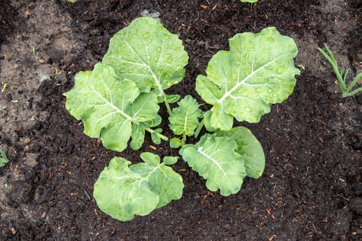 Broccoli growing. Close-up of a single young organic broccoli with water drops on leaves on vegetable garden. Concept of healthy food, diet, self-supply and organic gardening. Top view.