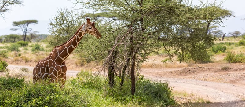 The closeup of a giraffe with many plants in the background