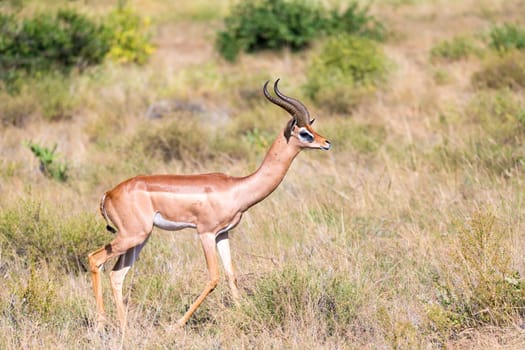 The Gerenuk walks in the grass through the savannah