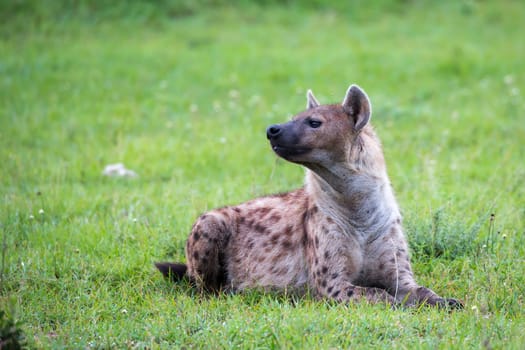 The hyena is lying in the grass in the savannah in Kenya