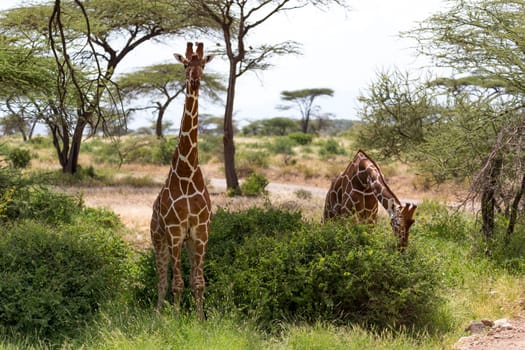The giraffe group eats the leaves of the acacia trees
