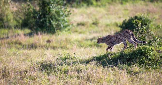 A cheetah walks between grass and bushes in the savannah of Kenya