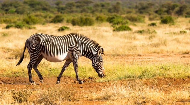 The Grevy Zebra is grazing in the countryside of Samburu in Kenya