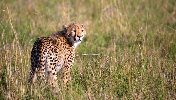 A cheetah walks between grass and bushes in the savannah of Kenya
