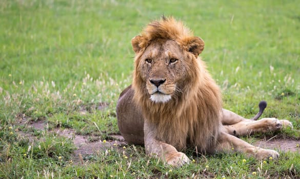 One big lion lies in the grass in the savanna of Kenya