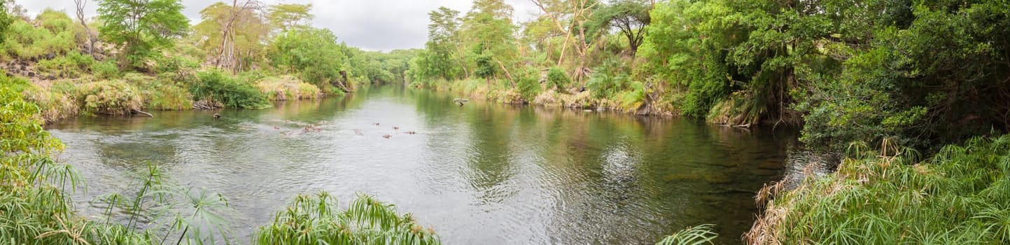 Mzima Springs, landscape of Kenya.