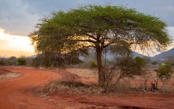 Landscape of Kenya, sundown in the savannah