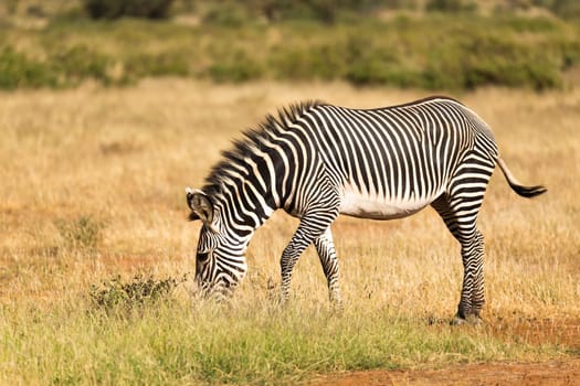 The Grevy Zebra is grazing in the countryside of Samburu in Kenya