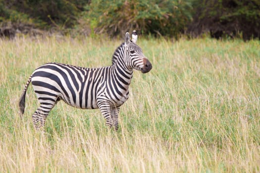 Zebra in the grassland in Kenya, on safari.