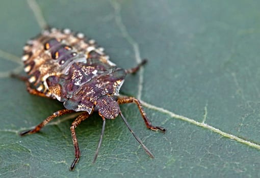 Nymph of the red-legged tree bug Pentatoma rufipes in the last larval stage L5.