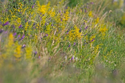 Galium verum on the wayside