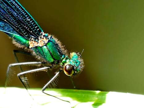 beautiful demoiselle, male dragonfly on a leaf